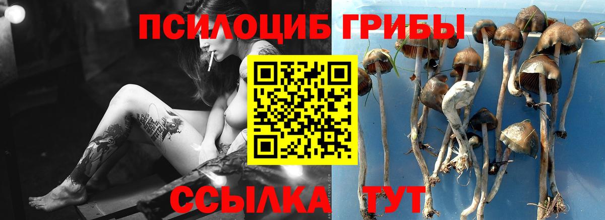 Псилоцибиновые грибы GOLDEN TEACHER  Вход с VPN  Россия 